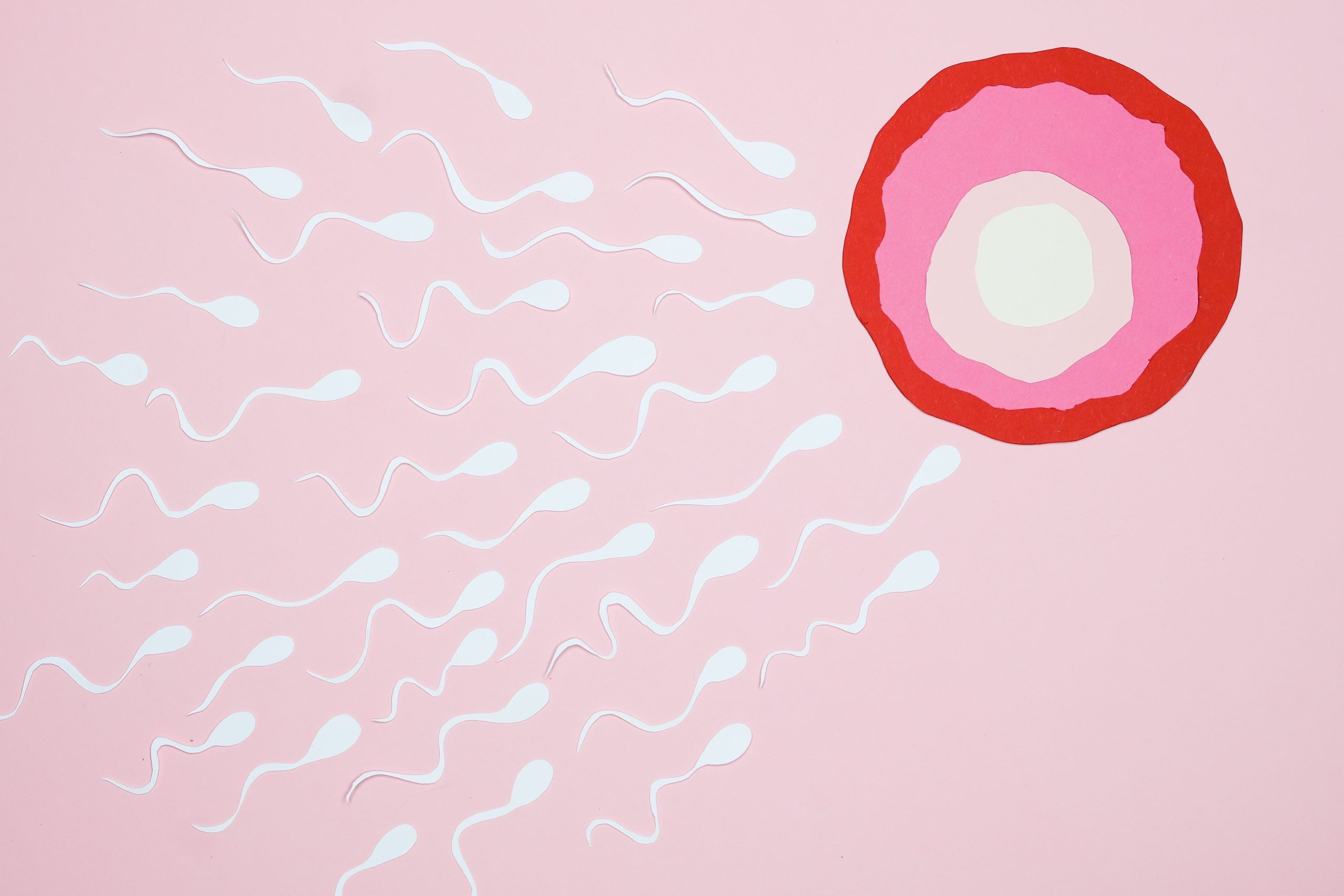 Spermatozoïdes et conception